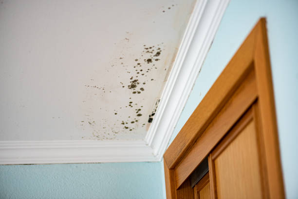 Best Basement Mold Remediation in Georgetown, SC