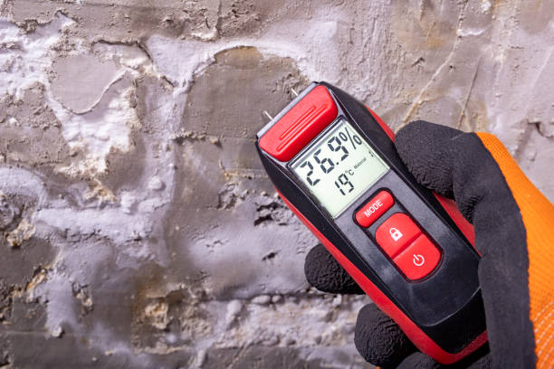 Best DIY Mold Remediation Support Services in Georgetown, SC