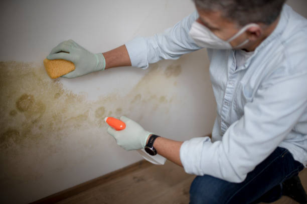 Best Mold Testing and Inspection Services in Georgetown, SC