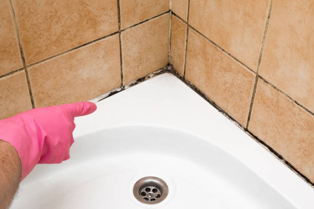 Best White Mold Remediation in Georgetown, SC